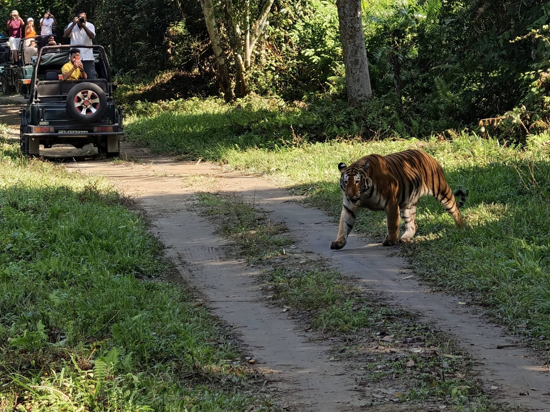 A Royal Bengal tiger walking across a forest track in Kaziranga National Park with safari jeeps watching behind