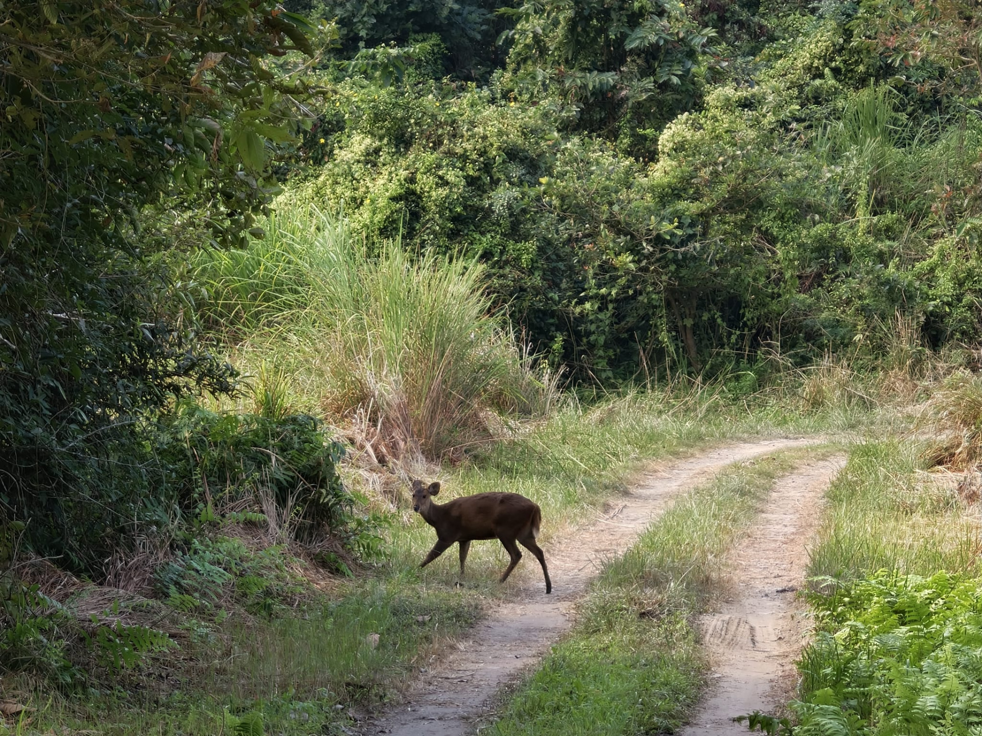 A deer crossing a dirt track between tall grass and forest in Kaziranga National Park, Assam
