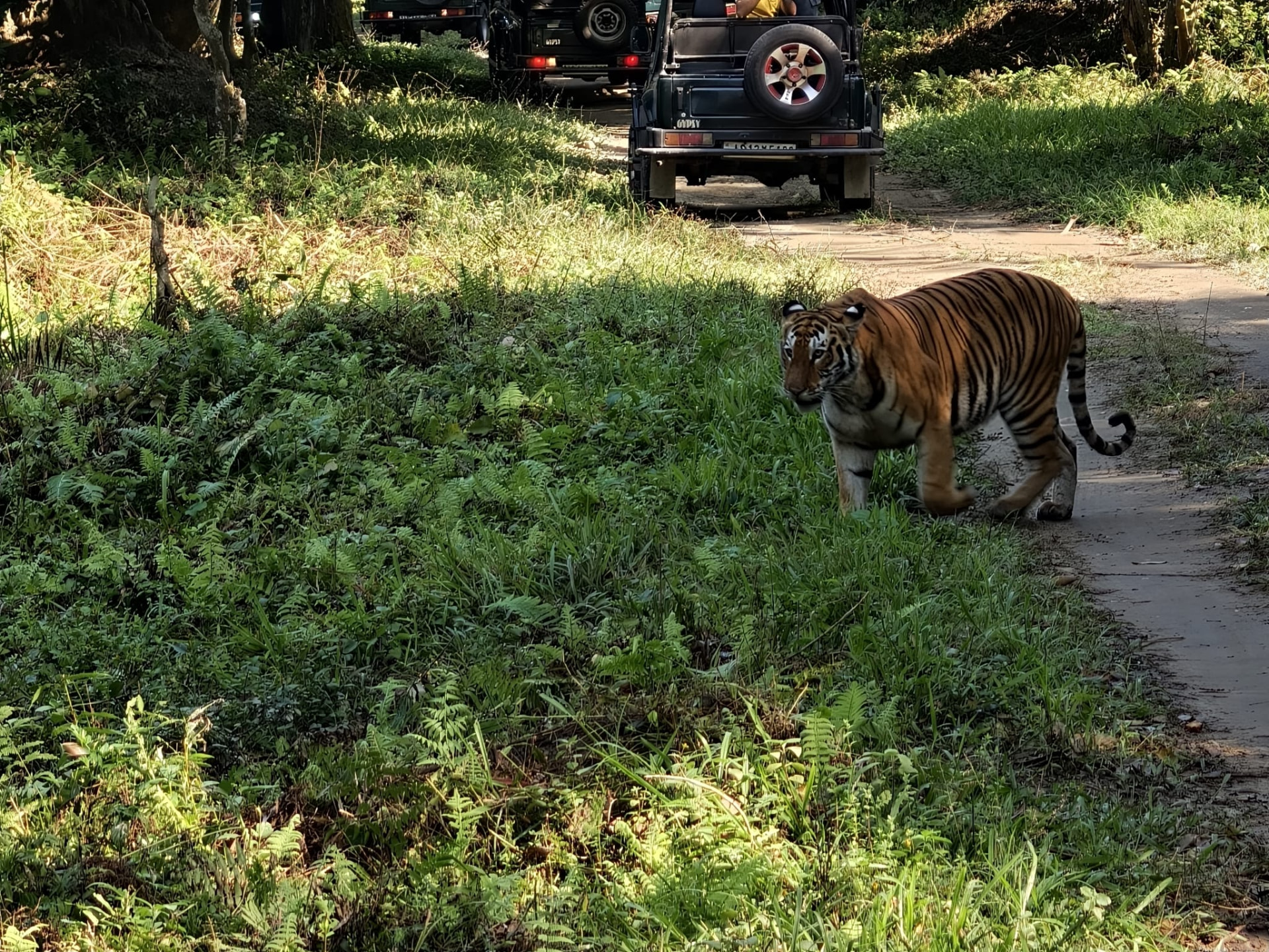 A Royal Bengal tiger walking along the edge of a forest track with fern banks in the foreground, Kaziranga
