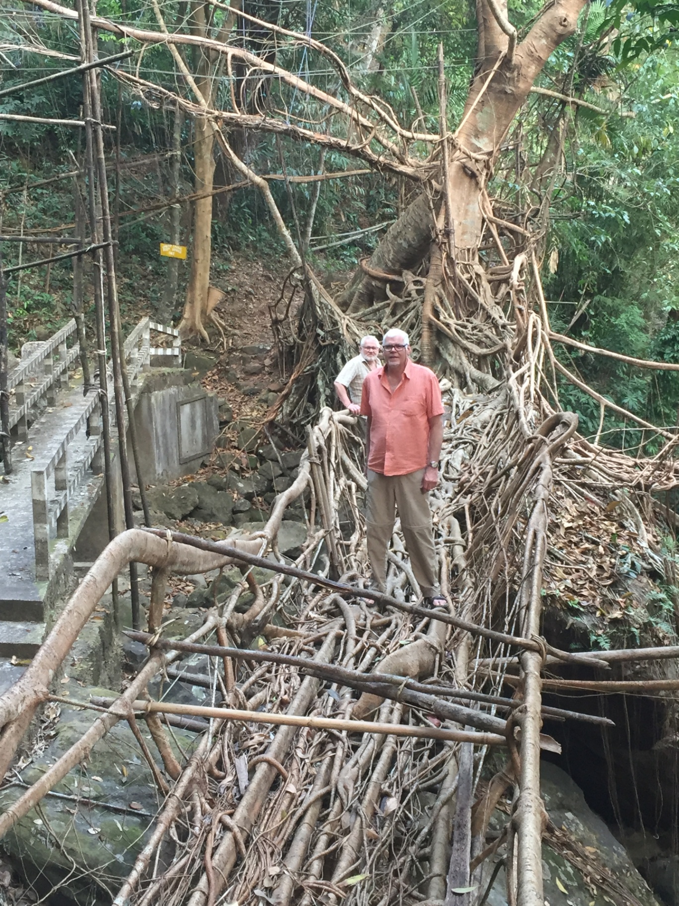A Living Roots guest standing on a living root bridge in Meghalaya