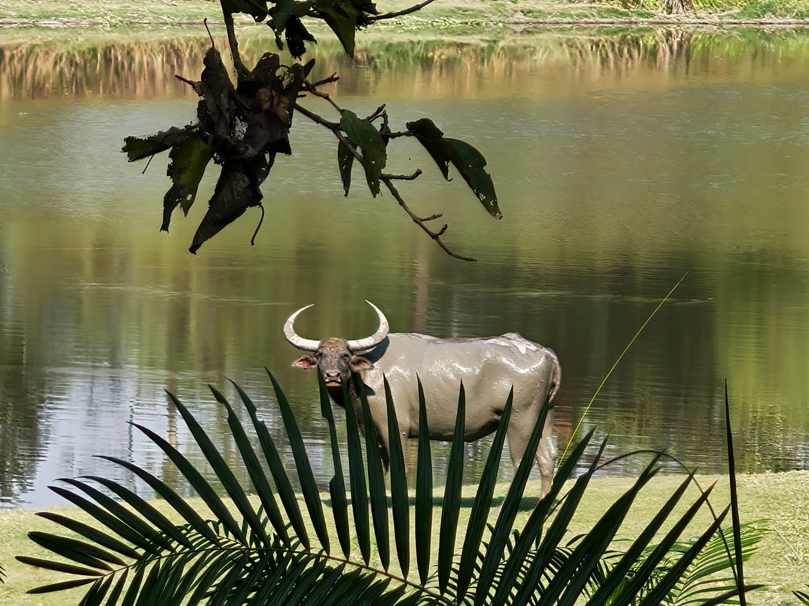 A buffalo standing at the edge of a waterhole seen through palm fronds in Kaziranga National Park