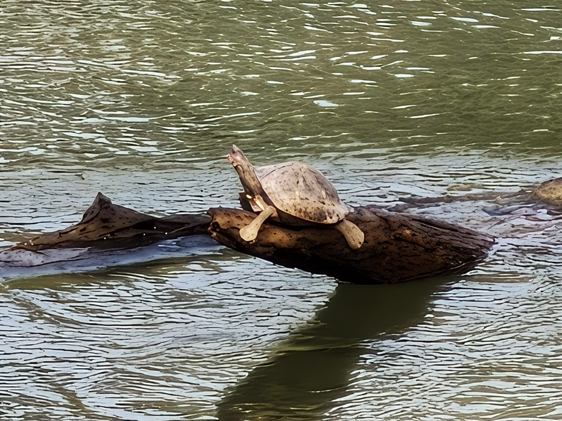A freshwater turtle resting on a half-submerged log in a river channel in Kaziranga