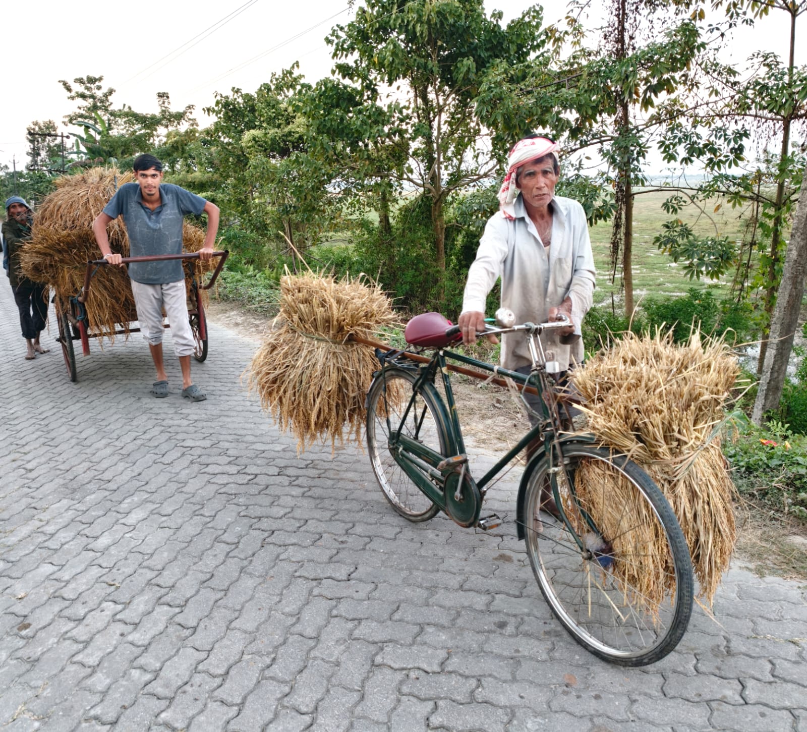 An elderly Assamese man wheeling a bicycle loaded with sheaves of harvested rice along a village lane