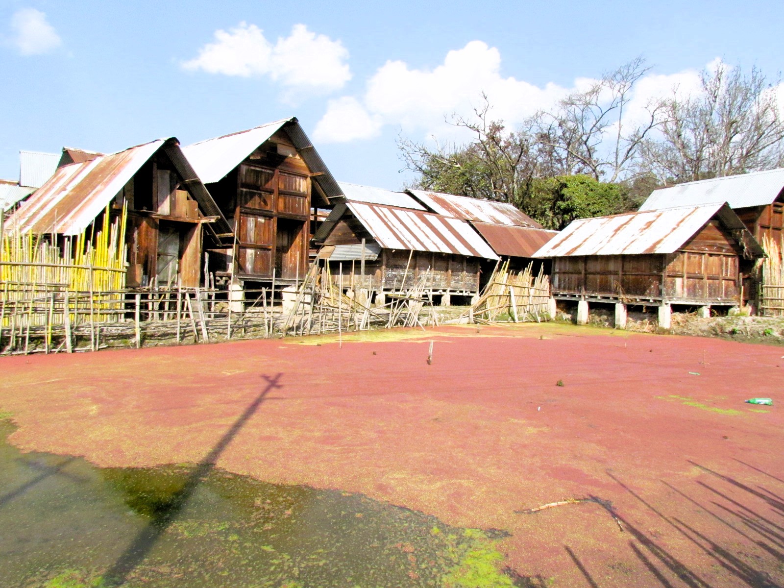 Traditional stilt-house settlement in Assam