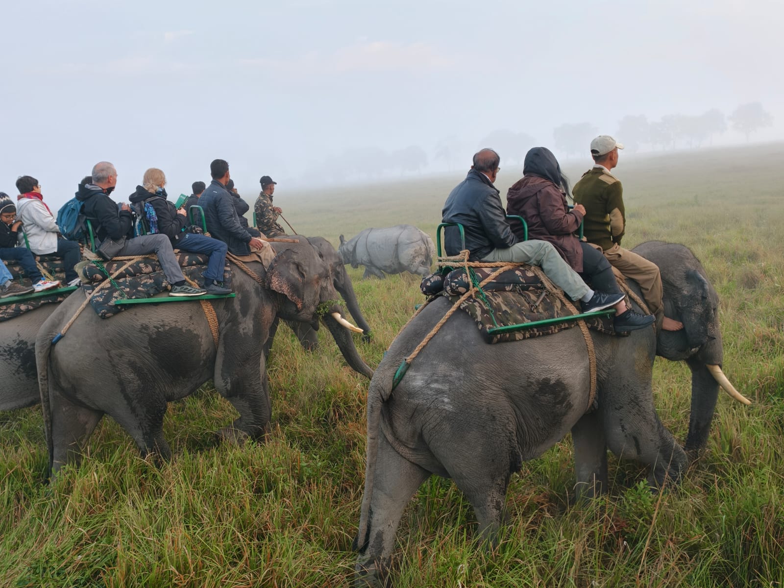 Travellers on elephant-back safari approaching a one-horned rhinoceros in misty grassland at Kaziranga National Park