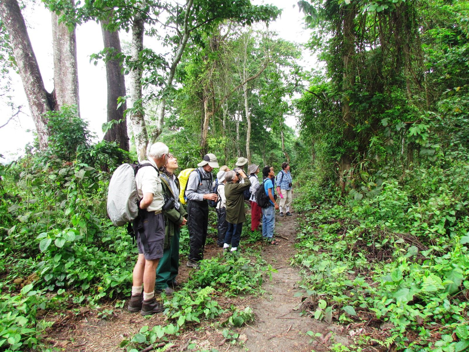Birding expedition group scanning the rainforest canopy