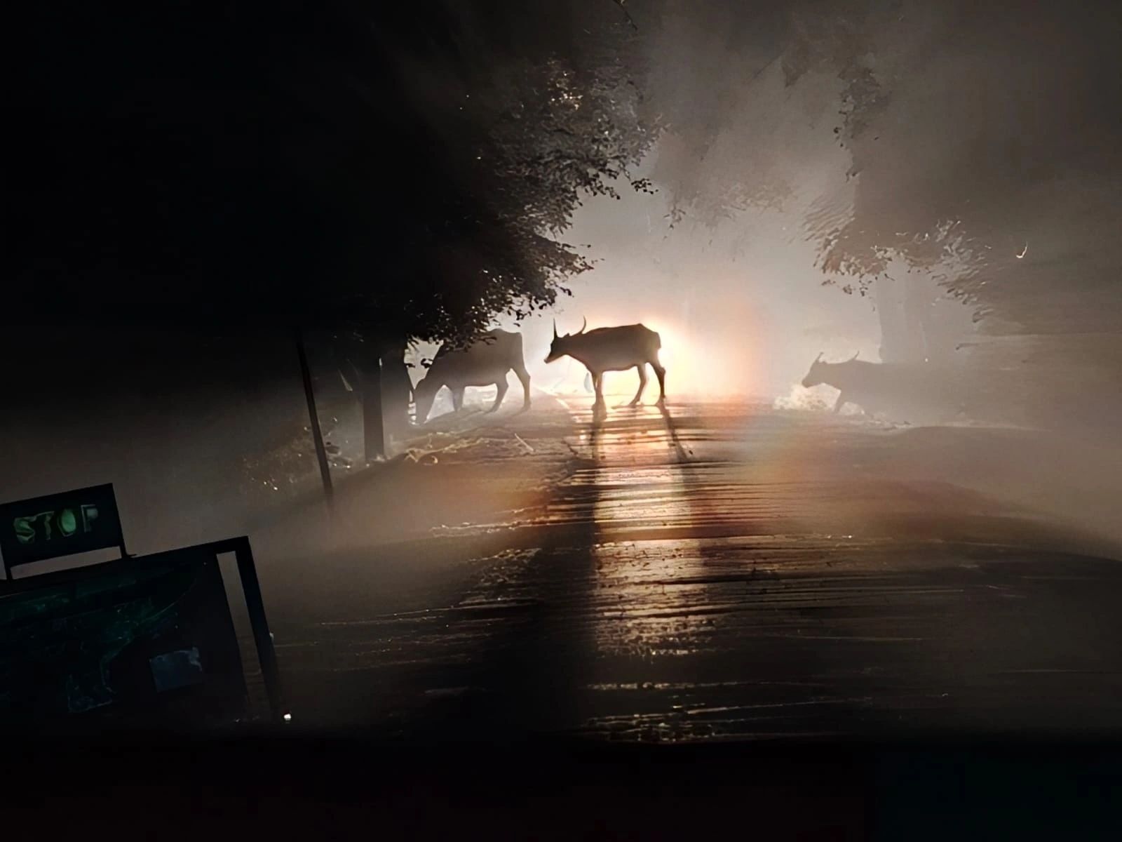 Cattle crossing a misty backlit road at dawn near Kaziranga National Park
