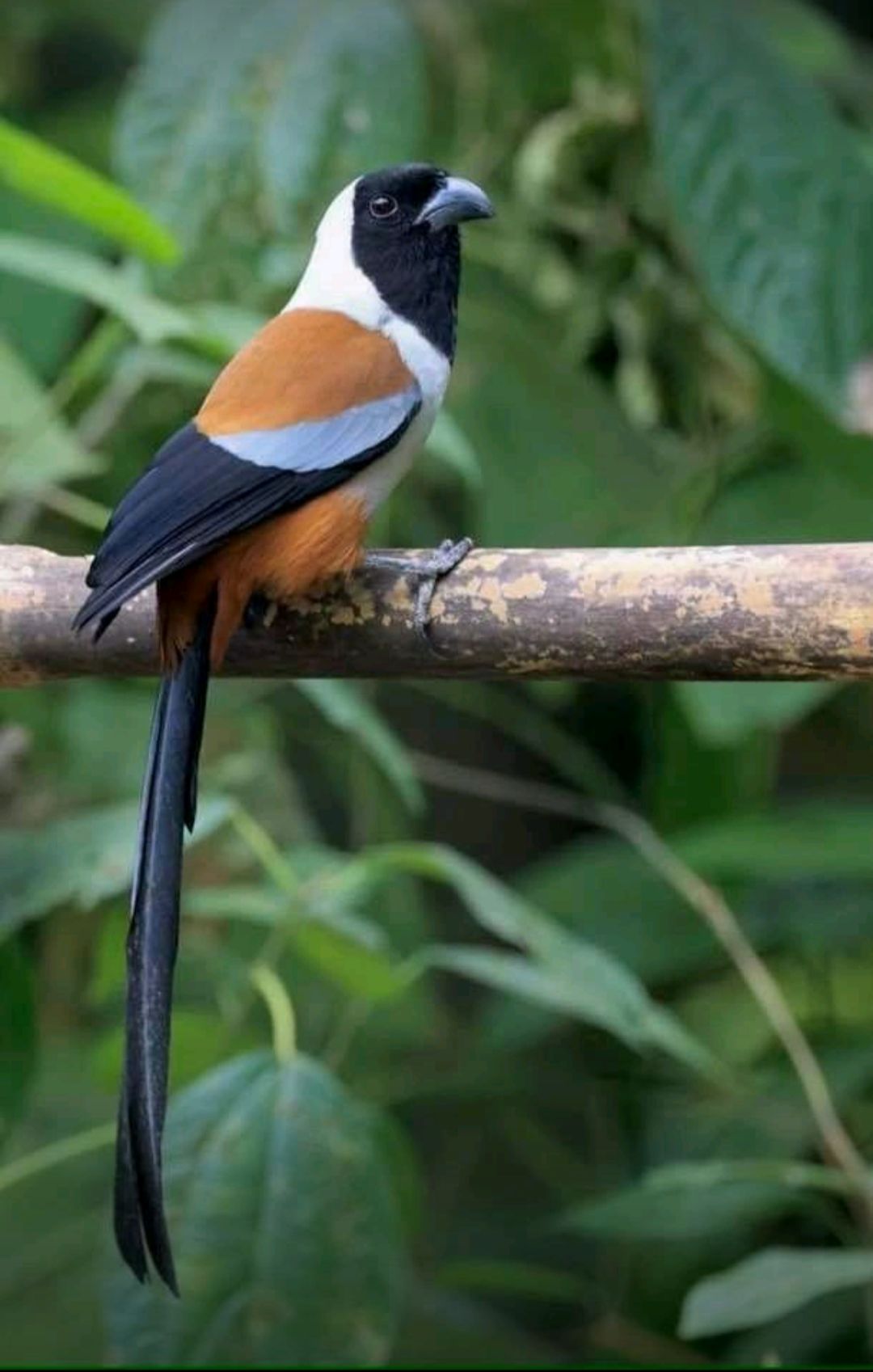 Northeast India: A Paradise for Birding Expeditions