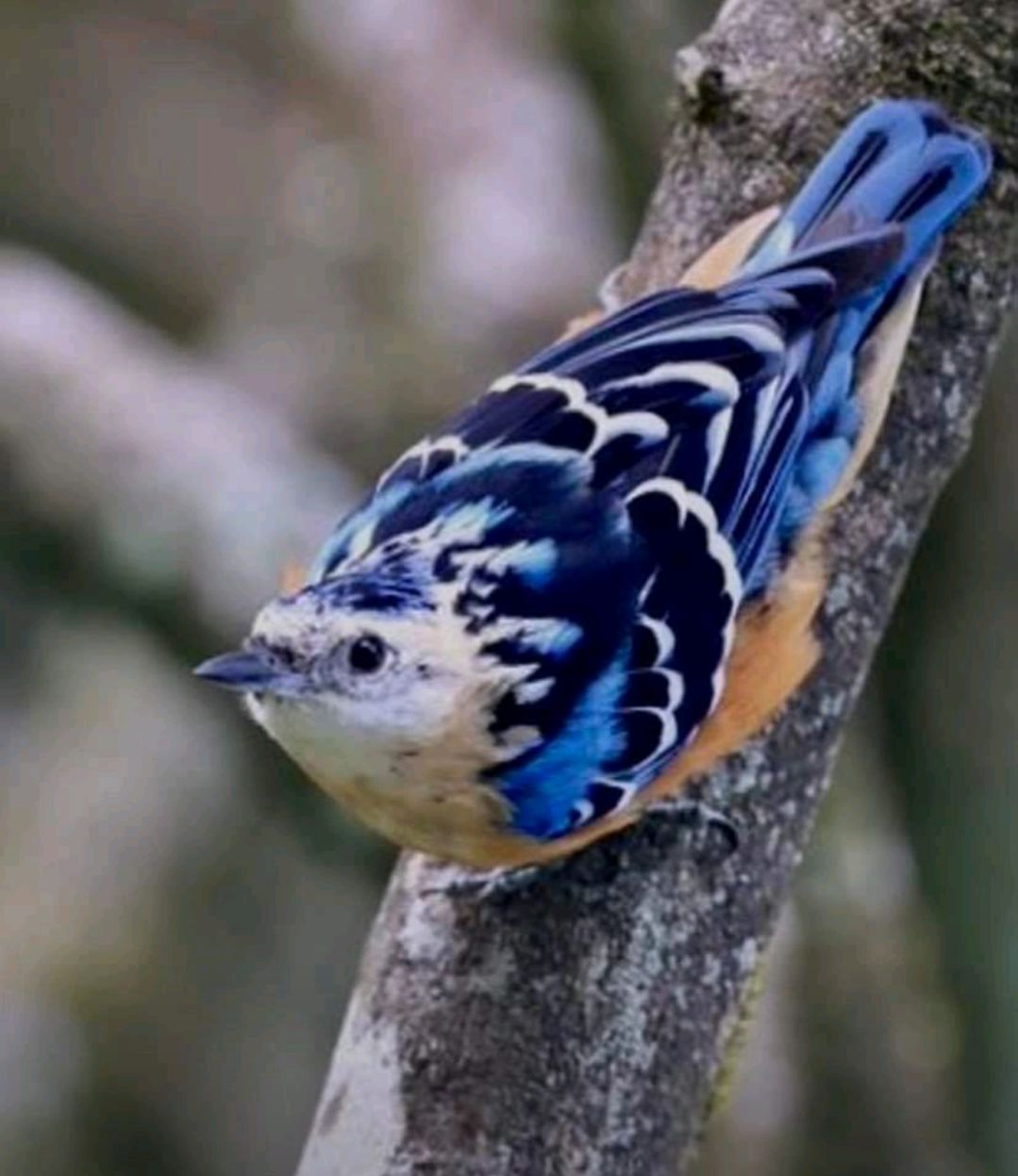 Northeast India: A Paradise for Birding Expeditions — plate 1
