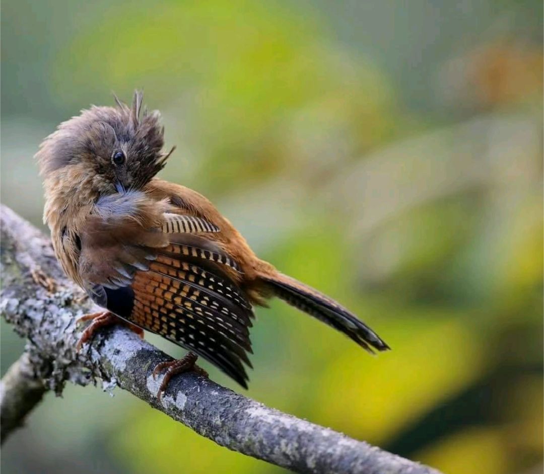Northeast India: A Paradise for Birding Expeditions — plate 2
