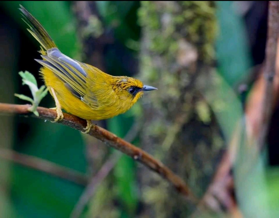 Northeast India: A Paradise for Birding Expeditions — plate 3