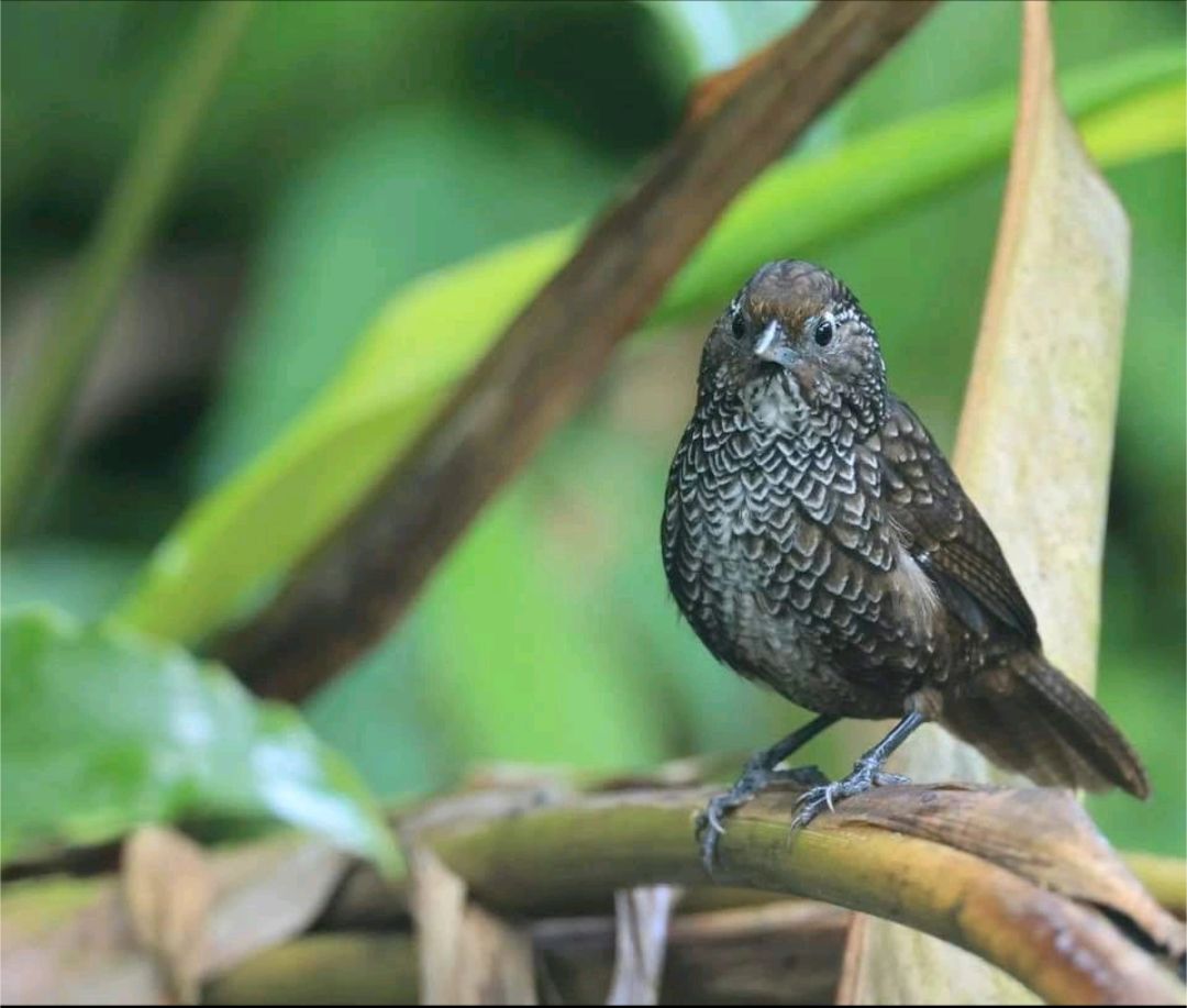 Northeast India: A Paradise for Birding Expeditions — plate 4