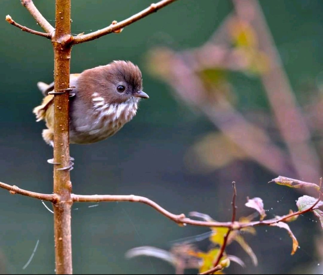 Northeast India: A Paradise for Birding Expeditions — plate 5