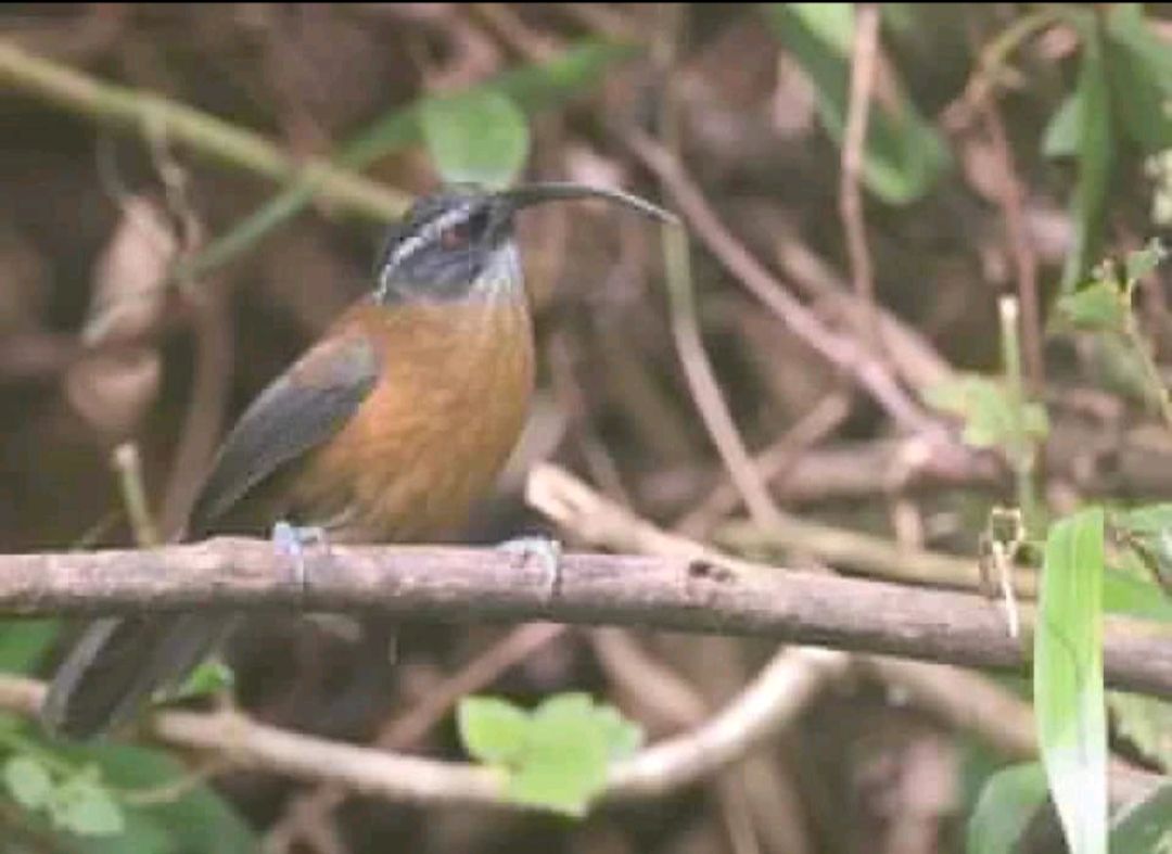 Northeast India: A Paradise for Birding Expeditions — plate 6
